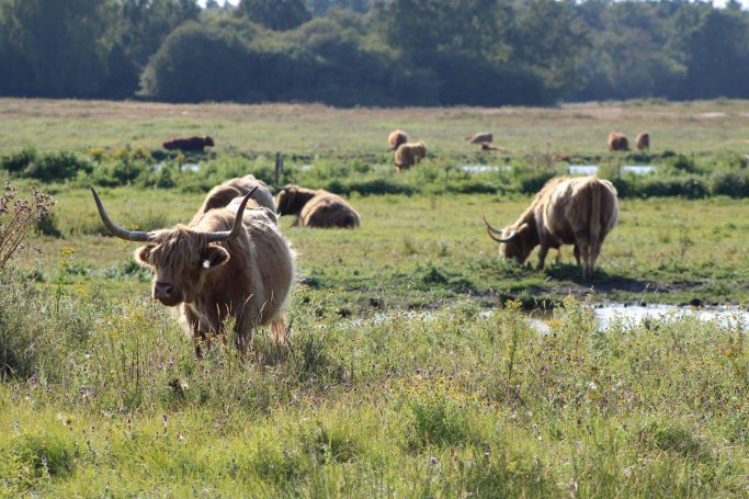 Vaches La Bassée Commune du Crotoy